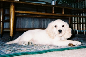 8 week old Rocky, May 2003